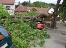 Kwikfynd Tree Cutting Services
dingabledinga