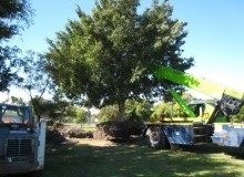 Kwikfynd Tree Management Services
dingabledinga
