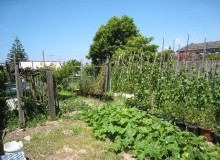 Kwikfynd Vegetable Gardens
dingabledinga